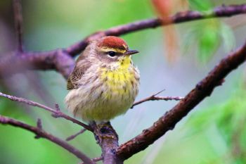 Palm Warbler, Lake Herman State Park.