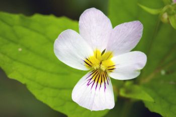 Wild white violet blossom, Union Grove State Park.