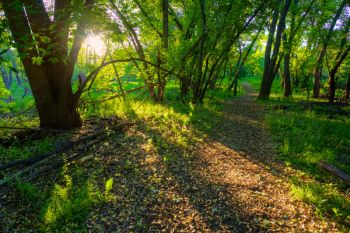 The Valley of the Giants Trail, Big Sioux Recreation Area.