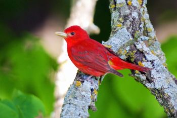 Summer Tanager, Newton Hills State Park.