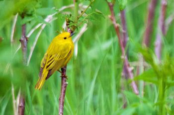 Yellow Warbler, Newton Hills State Park.