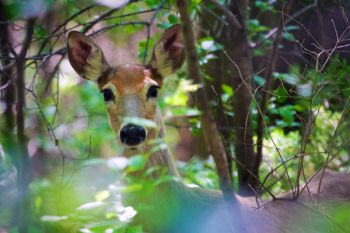 A white-tail doe in the hillside woods of Big Sioux Recreation Area.