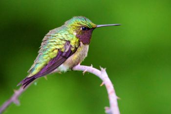 A small but fierce Ruby-throated Hummingbird at Newton Hills State Park.