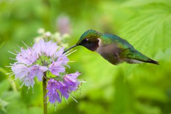 Feeding on a wild bergamot bloom.