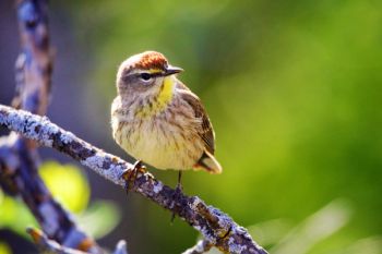 The high cliffs of the Dells make it easier to see into the tree canopy and spot the songsters.