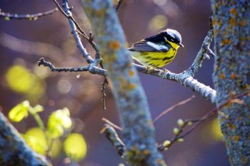 A Magnolia Warbler in the evening light at the Dells.