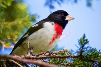 Rose-breasted Grosbeak at Good Earth State Park.