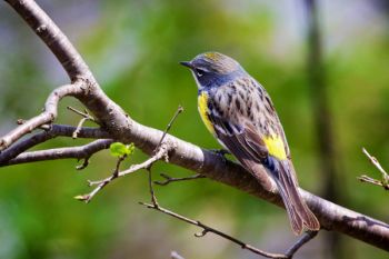 A Yellow-rumped Warbler (I’ve heard them called butter butts) overlooking the Big Sioux River at Good Earth.