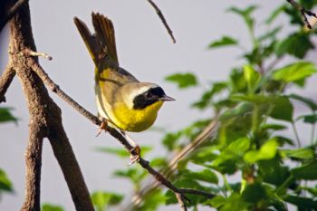 A Common Yellow-throat at Big Sioux Recreation Area near Brandon.