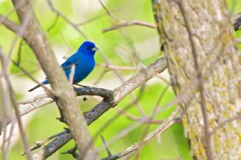 An Indigo Bunting at Big Sioux Recreation Area.