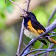This male American Redstart was singing along a horse trail at Newton Hills.
