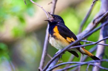 This male American Redstart was singing along a horse trail at Newton Hills.