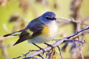 The female Redstart may not be as colorful as the male, but is beautiful in her own way. Taken along Sergeant Creek in Newton Hills.