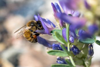 A bee on a what I think is a flowering Missouri milkvetch.