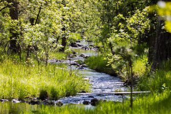 A scene of serenity at Custer State Park, near the new visitor center.