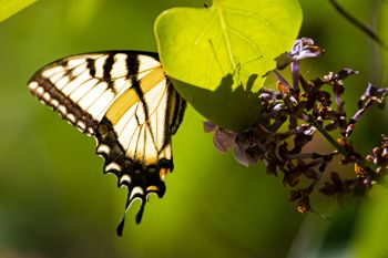 An Eastern Tiger Swallowtail dining on the last of the year’s lilacs.