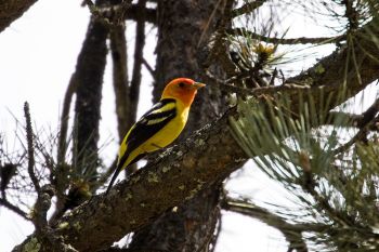 One of my favorite birds found in the Black Hills is the Western Tanager.