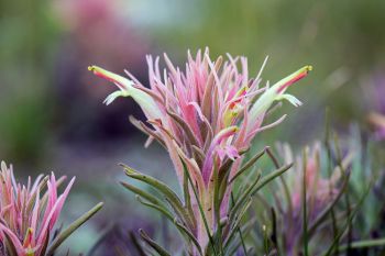 Downy paintbrush in Wind Cave National Park.