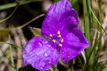 Raindrops on a flowering Spiderwort.