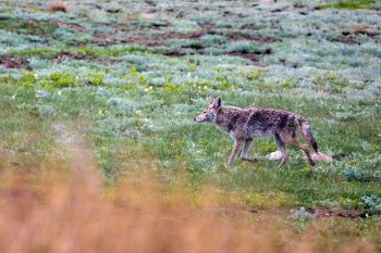 A wet coyote after the rainshower.