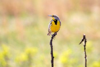 Western Meadowlark surveying his territory after the sun re-emerged.