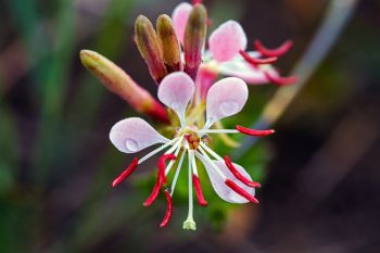 Raindrops on Beeblossom buds.