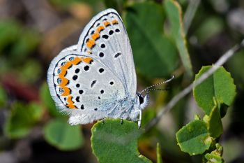 I love the color on the outside wing of these little butterflies.