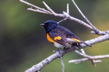 An American redstart found at Lake Hiddenwood State Park between Selby and Java.