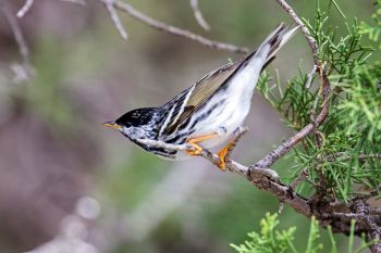 A black-poll warbler at Lake Hiddenwood.