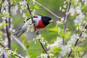 A rose-breasted grosbeak at Palisades State Park near Garretson.