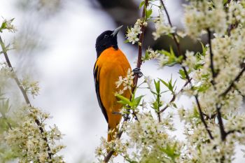 Baltimore oriole at Palisades State Park.