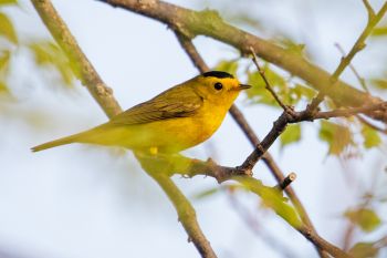 Wilson’s warbler at Palisades State Park.