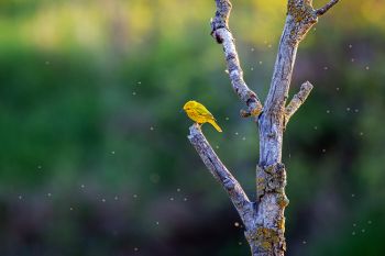 Yellow warbler surveying his lunch options at the Dells of the Big Sioux.