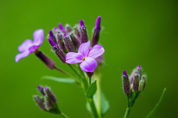 The first dame’s rocket blossoms of the year at Elmwood Park.