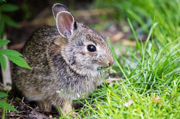 A young bunny grazing on fresh grass at Terrace Park in Sioux Falls.