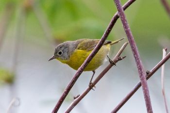 Nashville warbler at Terrace Park.