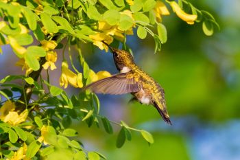 A ruby-throated humingbird sipping from the buds of a blooming Siberian treeshrub at the Dells.