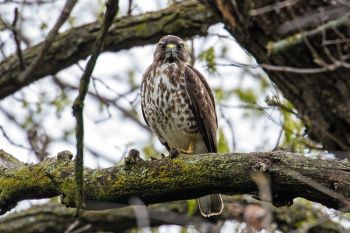 A broad-winged hawk looking a little perturbed that I disturbed its watch at the Big Sioux Recreation Area.