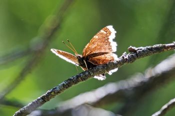 A mourning cloak butterfly backlit by the afternoon sun at Union Grove State Park.