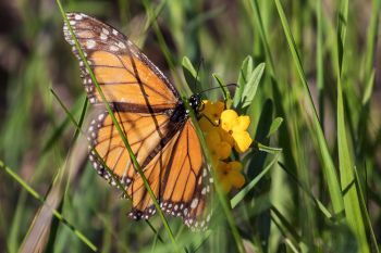 A Monarch butterfly refueling at Beaver Creek Nature Area. Its wings were battered and worn, which made me wonder if it came all the way up from overwintering in Mexico.