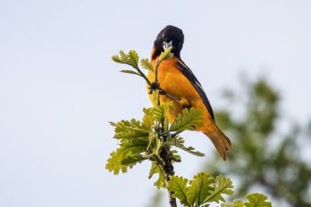 A Baltimore oriole picking food from the new buds at Beaver Creek Nature Area.