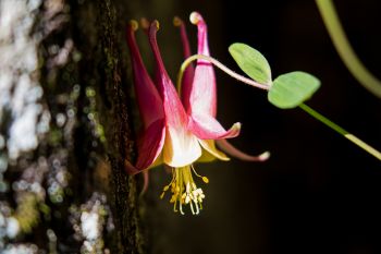 A blooming eastern columbine growing right up against the Sioux quartzite walls of Palisades State Park’s canyon.