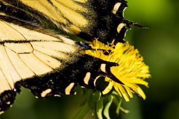 Eastern tiger swallow-tail wings resting on a new dandelion on the floor of Palisades State Park’s canyon.