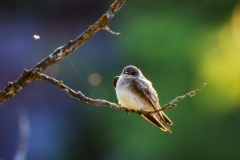 Evening light on a resting northern rough-winged swallow at Palisades State Park.