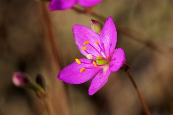 A new-to-me wildflower found amongst the stony soil of the Dells of the Big Sioux. It is Phemeranthus parviflorus (Small-flowered Fameflower or Sunbright or Prairie Fameflower).