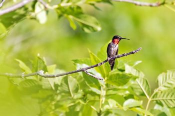 A ruby throated hummingbird at the Dells of the Big Sioux.