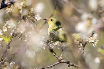 An orange crowned warbler deep in a flowering plum thicket.