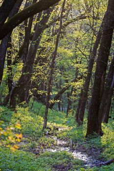 An evening view of Newton Hills State Park’s hillside woodscape.