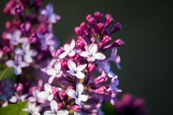 Lilac blossoms on the high hill of Union Grove State Park. The smell of lilac on a spring breeze is one of life’s small but truly wonderful pleasures.