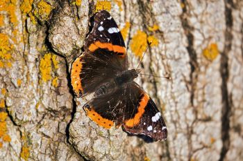 A painted admiral butterfly soaking up the spring sunshine at Union Grove State Park.